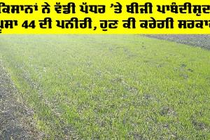 ਕਿਸਾਨਾਂ ਨੇ ਵੱਡੀ ਪੱਧਰ ’ਤੇ ਬੀਜੀ ਪਾਬੰਦੀਸ਼ੁਦਾ Pusa 44 ਦੀ ਪਨੀਰੀ, ਹੁੁਣ ਕੀ ਕਰੇਗੀ ਸਰਕਾਰ