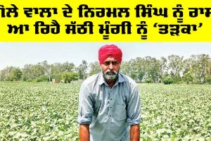 Punjab Farmer News: ਗੋਲੇ ਵਾਲਾ ਦੇ ਨਿਰਮਲ ਸਿੰਘ ਨੂੰ ਰਾਸ ਆ ਰਿਹੈ ਸੱਠੀ ਮੂੰਗੀ ਨੂੰ ‘ਤੜਕਾ’