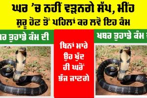 Snake: ਘਰ ’ਚ ਨਹੀਂ ਵੜਨਗੇ ਸੱਪ, ਮੀਂਹ ਸ਼ੁਰੂ ਹੋਣ ਤੋਂ ਪਹਿਲਾਂ ਕਰ ਲਵੋ ਇਹ ਕੰਮ