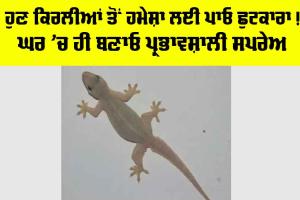 Tips and Tricks: ਹੁਣ ਕਿਰਲੀਆਂ ਤੋਂ ਹਮੇਸ਼ਾ ਲਈ ਪਾਓ ਛੁਟਕਾਰਾ! ਘਰ ’ਚ ਹੀ ਬਣਾਓ ਪ੍ਰਭਾਵਸ਼ਾਲੀ ਸਪਰੇਅ