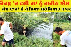 Welfare Work: ਚਿੱਕੜ ਵਾਲੇ ਟੋਭੇ ‘ਚ ਫਸੀ ਗਾਂ ਨੂੰ ਗਰੀਨ ਐੱਸ ਦੇ ਸੇਵਾਦਾਰਾਂ ਨੇ ਕੱਢਿਆ ਬਾਹਰ 