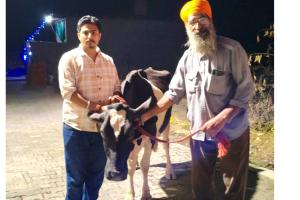 Animal Welfare: ਬੇਜ਼ੁਬਾਨ ਅਵਾਰਾ ਪਸ਼ੂਆਂ ਨੂੰ ਸਮਾਜ ਸੇਵੀਆਂ ਵੱਲੋਂ ਗਊਸ਼ਾਲਾ ਪਹੁੰਚਾਇਆ