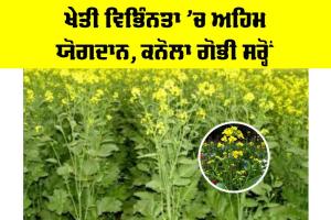 Canola Mustard Cultivation: ਖੇਤੀ ਵਿਭਿੰਨਤਾ ’ਚ ਅਹਿਮ ਯੋਗਦਾਨ, ਕਨੋਲਾ ਗੋਭੀ ਸਰ੍ਹੋਂ