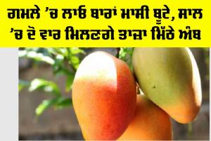 MANGO Plant Care: ਗਮਲੇ ‘ਚ ਲਾਓ ਬਾਰਾਂ ਮਾਸੀ ਬੂਟੇ, ਸਾਲ ’ਚ ਦੋ ਵਾਰ ਮਿਲਣਗੇ ਤਾਜ਼ਾ ਮਿੱਠੇ ਅੰਬ