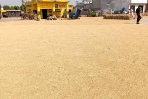 Agriculture News: ਝੋਨੇ ਦੇ ਘਟੇ ਝਾੜ ਨੇ ਕਿਸਾਨਾਂ ਸਮੇਤ ਆੜਤੀਆਂ ਤੇ ਲੇਬਰ ਵਾਲਿਆਂ ਨੂੰ ਪਾਇਆ ਫਿਕਰਾਂ ’ਚ