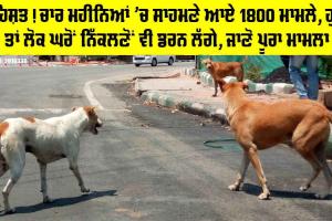Punjab News: ਦਹਿਸ਼ਤ! ਚਾਰ ਮਹੀਨਿਆਂ ’ਚ ਸਾਹਮਣੇ ਆਏ 1800 ਮਾਮਲੇ, ਹੁਣ ਤਾਂ ਲੋਕ ਘਰੋਂ ਨਿੱਕਲਣੋਂ ਵੀ ਡਰਨ ਲੱਗੇ, ਜਾਣੋ ਪੂਰਾ ਮਾਮਲਾ