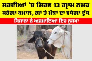 Winter Cow Buffaloes Care: ਸਰਦੀਆਂ ’ਚ ਸਿਰਫ 13 ਗ੍ਰਾਮ ਨਮਕ ਕਰੇਗਾ ਕਮਾਲ, ਗਾਂ ਤੇ ਮੱਝਾਂ ਦਾ ਵਧੇਗਾ ਦੁੱਧ, ਕਿਸਾਨਾਂ ਨੇ ਅਜਮਾਇਆ ਇਹ ਨੁਸਖਾ