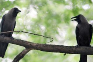 ਬਾਲ ਕਹਾਣੀ : ਘੁਮੰਡੀ ਕਾਂ