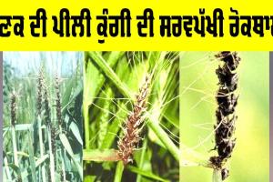 Kisan News: ਕਣਕ ਦੀ ਪੀਲੀ ਕੁੰਗੀ ਦੀ ਸਰਵਪੱਖੀ ਰੋਕਥਾਮ