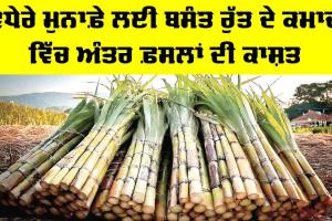 Sugarcane Intercropping: ਵਧੇਰੇ ਮੁਨਾਫ਼ੇ ਲਈ ਬਸੰਤ ਰੁੱਤ ਦੇ ਕਮਾਦ ਵਿੱਚ ਅੰਤਰ ਫ਼ਸਲਾਂ ਦੀ ਕਾਸ਼ਤ