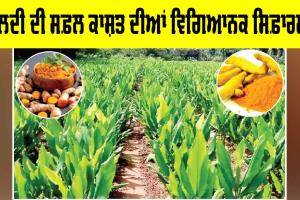 Turmeric Cultivation Guide: ਹਲਦੀ ਦੀ ਸਫ਼ਲ ਕਾਸ਼ਤ ਦੀਆਂ ਵਿਗਿਆਨਕ ਸਿਫ਼ਾਰਸ਼ਾਂ