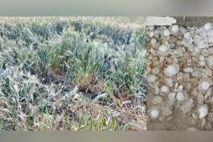 Unseasonal Rain Punjab: ਤੇਜ਼ ਹਵਾਵਾਂ ਤੇ ਗੜੇਮਾਰੀ ਨੇ ਵਿਛਾਈ ਪੱਕੀ ਪਕਾਈ ਕਣਕ, ਕਿਸਾਨਾਂ ਦੇ ਸਾਹ ਸੂਤੇ