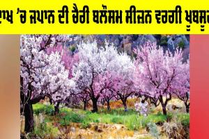 Ladakh Cherry Blossom: ਲੱਦਾਖ ’ਚ ਜਪਾਨ ਦੀ ਚੈਰੀ ਬਲੌਸਮ ਸੀਜ਼ਨ ਵਰਗੀ ਖੂਬਸੂਰਤੀ