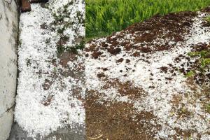 Punjab Hailstorm News: ਪੰਜਾਬ ਦੇ ਕਈ ਪਿੰਡਾਂ ’ਚ ਗੜ੍ਹੇਮਾਰੀ ਨੇ ਮਚਾਈ ਤਬਾਹੀ, ਫਸਲਾਂ ਹੋਈਆਂ ਤਬਾਹ