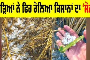 Punjab Weather: ਗੜਿਆਂ ਨੇ ਫਿਰ ਰੋਲਿਆ ਕਿਸਾਨਾਂ ਦਾ ‘ਸੋਨਾ’