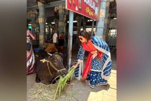 Bollywood News: ਸ਼ਮਿਤਾ ਸ਼ੈੱਟੀ ਤਿਰੂਪਤੀ ਵਿੱਚ ਗਊਸੇਵਾ ਕਰਦੀ ਨਜ਼ਰ ਆਈ, ਭੈਣ ਸ਼ਿਲਪਾ ਨੇ ਕੀਤੀ ਪ੍ਰਸ਼ੰਸਾ 