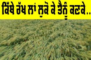 Wheat Crop: ਕਿੱਥੇ ਰੱਖ ਲਾਂ ਲੁਕੋ ਕੇ ਤੈਨੂੰ ਕਣਕੇ....