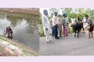 Animal Welfare: ਨਹਿਰ ’ਚ ਡਿੱਗੇ ਵੱਛੇ ਨੂੰ ਡੇਰਾ ਸ਼ਰਧਾਲੂਆਂ ਨੇ ਸੁਰੱਖਿਅਤ ਬਾਹਰ ਕੱਢਿਆ