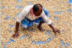 Farmers Good News: ਕਿਸਾਨਾਂ ਨੂੰ ਵੱਡਾ ਤੋਹਫ਼ਾ ਕੇਂਦਰ ਸਰਕਾਰ ਨੇ 14 ਸਾਉਣੀ ਫਸਲਾਂ ਲਈ ਕੀਤਾ ਵੱਡਾ ਐਲਾਨ