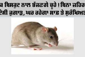 How To Remove Rats Without killing: ਘਰ 'ਚ ਚੂਹਿਆਂ ਤੋਂ ਹੋ ਪ੍ਰੇਸ਼ਾਨ ਤਾਂ ਘਬਰਾਓ ਨਾ, ਅਪਣਾਓ ਇਹ ਤਰੀਕਾ, ਬਿਨਾ ਨੁਕਸਾਨ ਪਹੁੰਚਾਏ ਘਰਾਂ ਤੋਂ ਕਰੋ ਦੂਰ