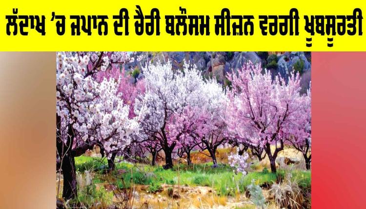 Ladakh Cherry Blossom: ਲੱਦਾਖ ’ਚ ਜਪਾਨ ਦੀ ਚੈਰੀ ਬਲੌਸਮ ਸੀਜ਼ਨ ਵਰਗੀ ਖੂਬਸੂਰਤੀ