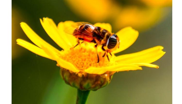 Low Oxygen Research: ਘੱਟ ਆਕਸੀਜਨ ਵਿੱਚ ਛੁਪਿਆ ਹੈ 'ਨਵੀਂ ਜ਼ਿੰਦਗੀ' ਦਾ ਰਾਜ਼, ਰਿਸਰਚ ਨੇ ਖੋਲ੍ਹਿਆ ਵੱਡਾ ਰਾਜ਼