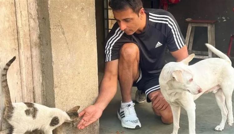 Sonu Sood Statement: ਆਵਾਰਾ ਕੁੱਤਿਆਂ ਦੇ ਹੱਕ ’ਚ ਬੋਲੇ ਸੋਨੂੰ ਸੂਦ, ਇਹਨਾਂ ਨੂੰ ਮਾਰੋ ਨਾ ਘਰ ਦਿਓ