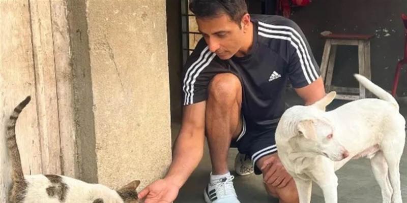 Sonu Sood Statement: ਆਵਾਰਾ ਕੁੱਤਿਆਂ ਦੇ ਹੱਕ ’ਚ ਬੋਲੇ ਸੋਨੂੰ ਸੂਦ, ਇਹਨਾਂ ਨੂੰ ਮਾਰੋ ਨਾ ਘਰ ਦਿਓ