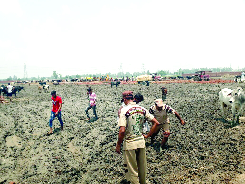 Pulled,Cows, Trapped, Mud, Dera Sacha Suada Volunteers