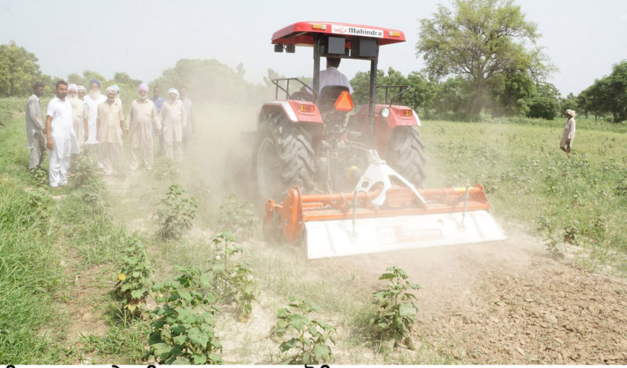 Farmer, Cotton Crop, Grasping, White bee, Punjab