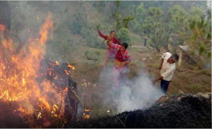 Fire in Forest, Crisis on Animals