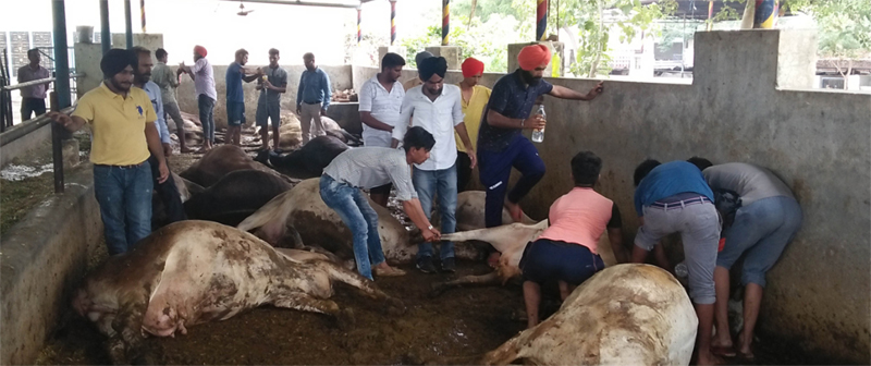 15 Cows, Died, Garbage, Bal Gopal Gaushala