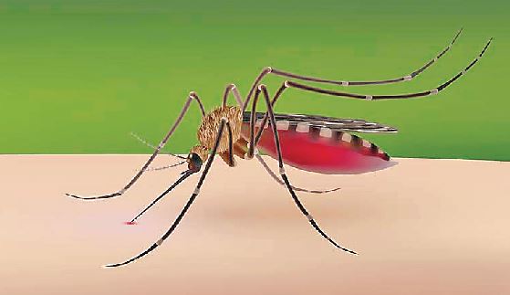 Dengue, Free Treatment, Available, Government Hospitals