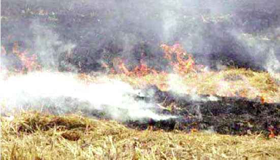 Farmers, Burn, Straw Fight, Panchayat Elections