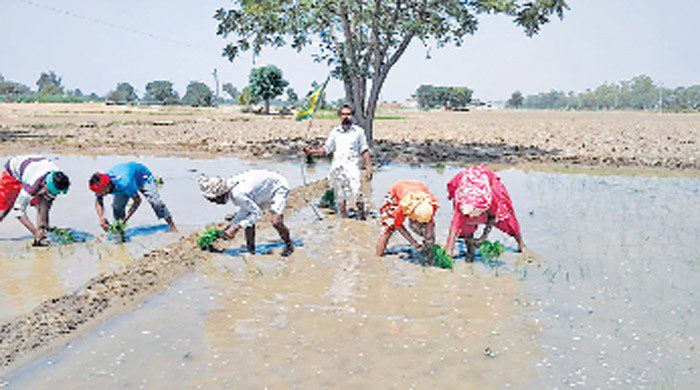 Paddy planted, Farmers, Flag, Kisan Union