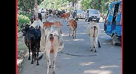 Another Life, Victim, Stray Cattle