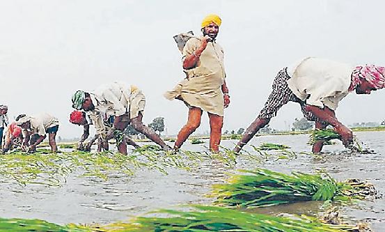 No Punjab Made Rajasthan, No Change, Paddy Sowing Date