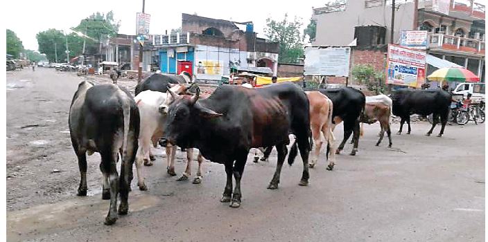 Powercom, Freight, Cows, Stray Cattle
