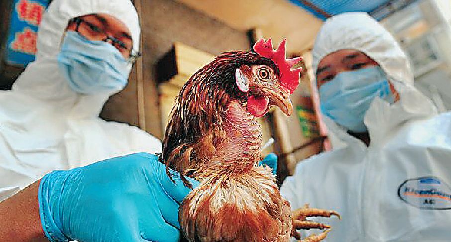 WHO, Confirms, India, Bird Flu, Flant