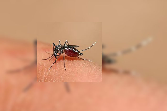 Dengue, Outbreak, Kills, Aurangabad