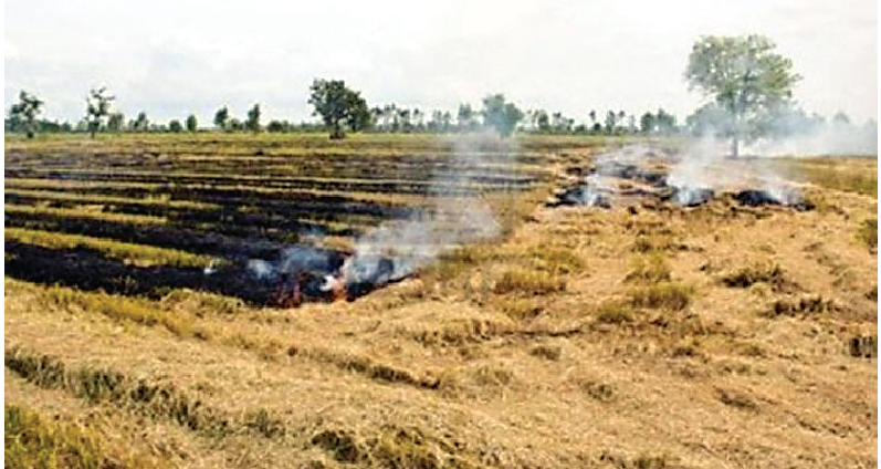Two hundred ,Acres, District, Sangrur , Planted,  Fire