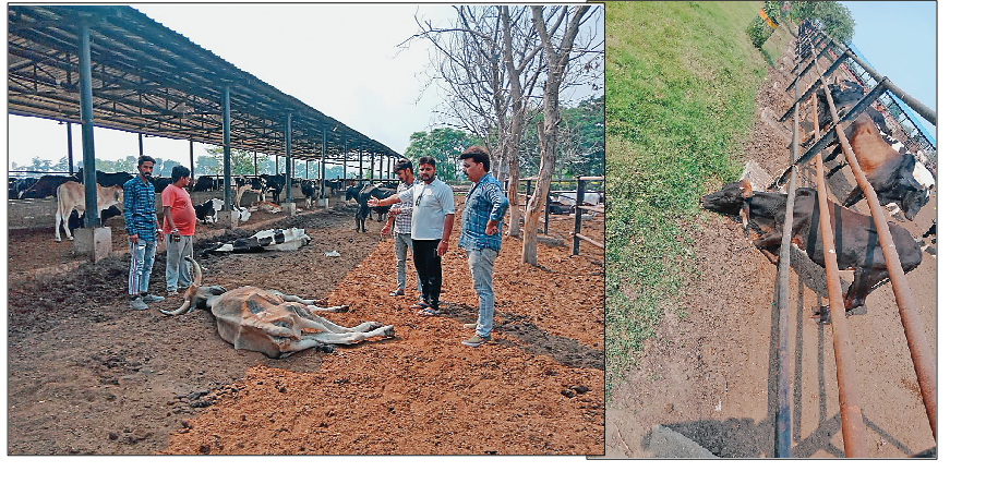 ghazipur-cow-slaughter-kills-23-cows