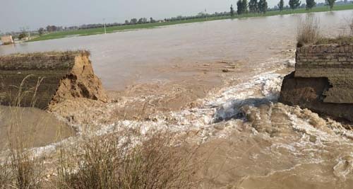 Malook Poora Minor broken, hundreds of acres of wheat and other crops drowned