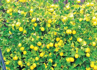 lemon tree