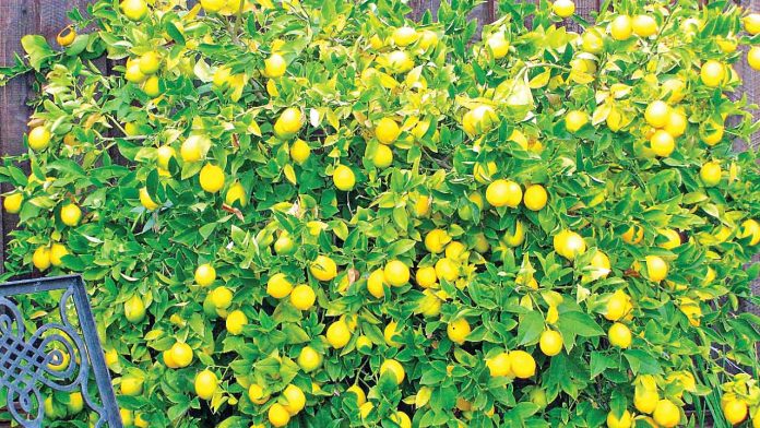 lemon tree