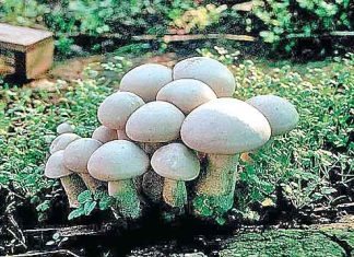 Mushroom cultivation