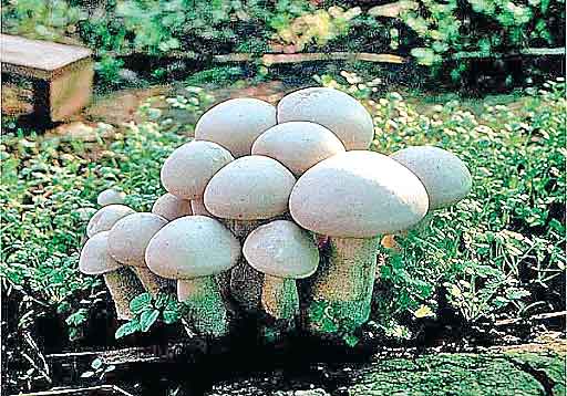 Mushroom cultivation