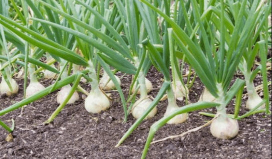 Garlic Dhingri