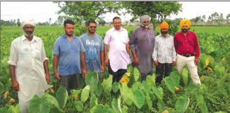 Farmers Punjab