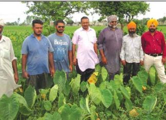 Farmers Punjab